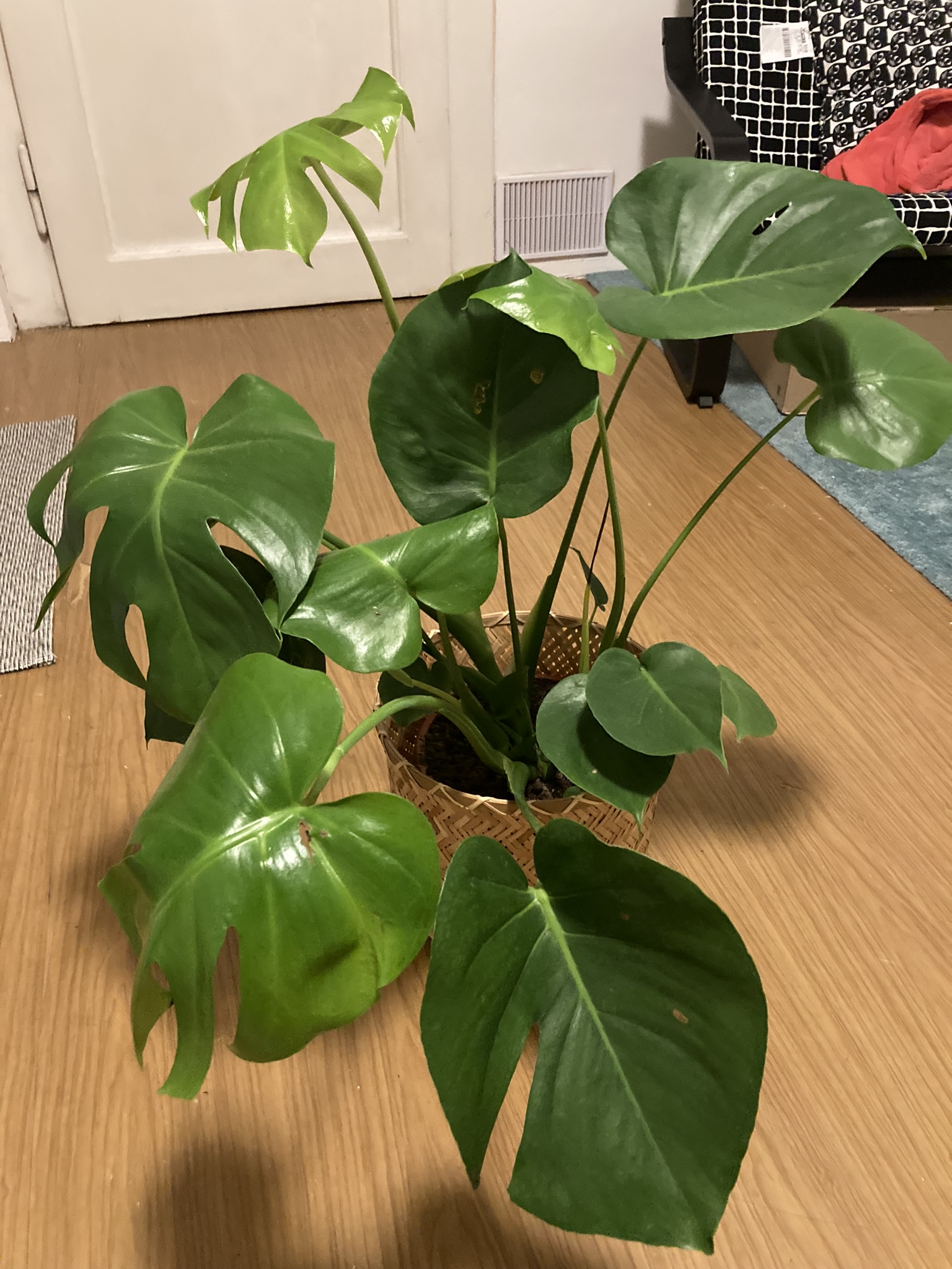 Obrázek rostliny - Monstera