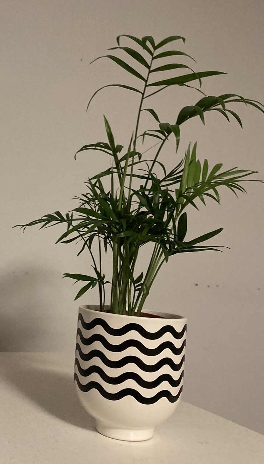 Obrázek rostliny - Chamaedorea elegans