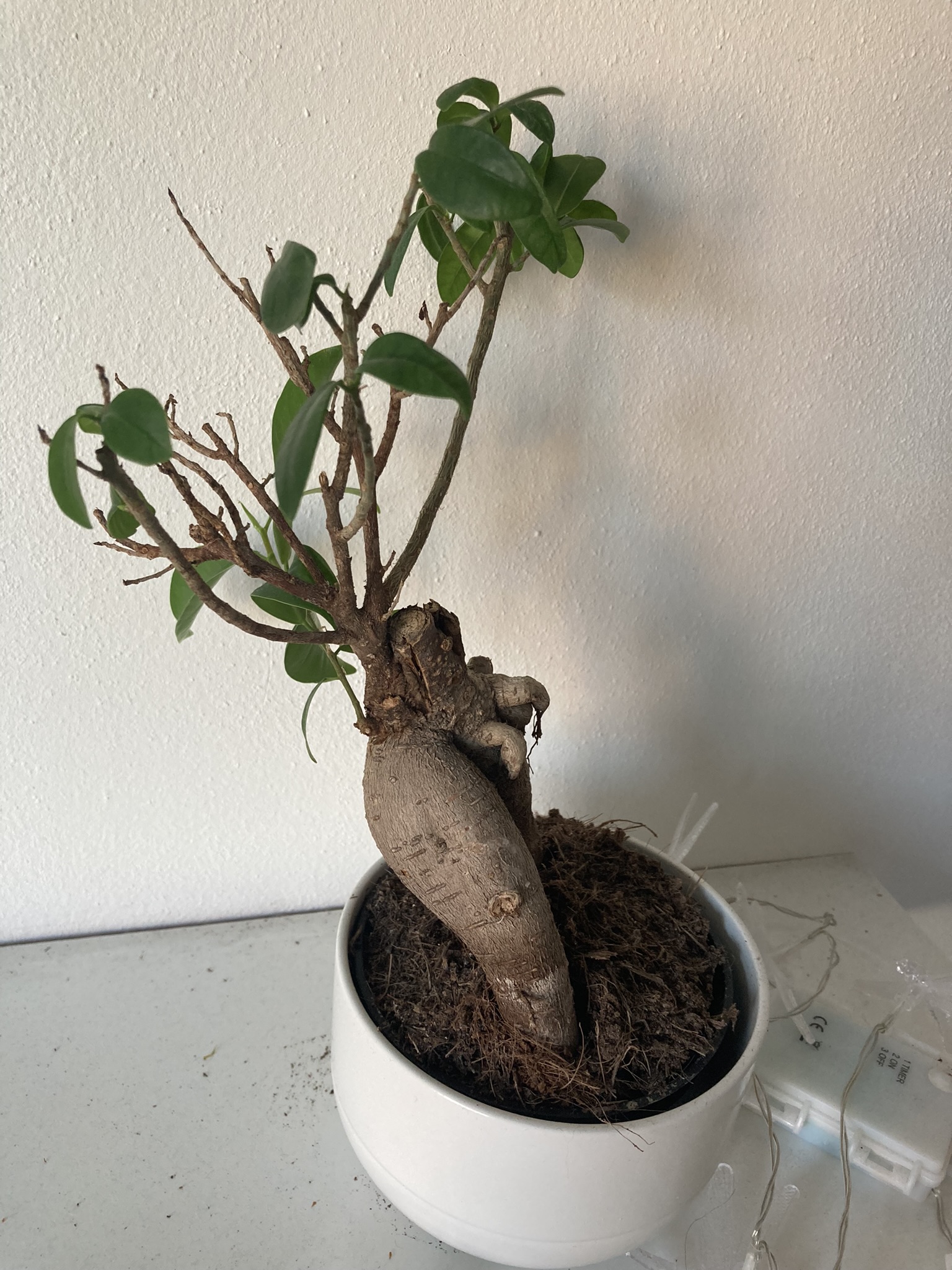Obrázek rostliny - Ficus (bonsai)