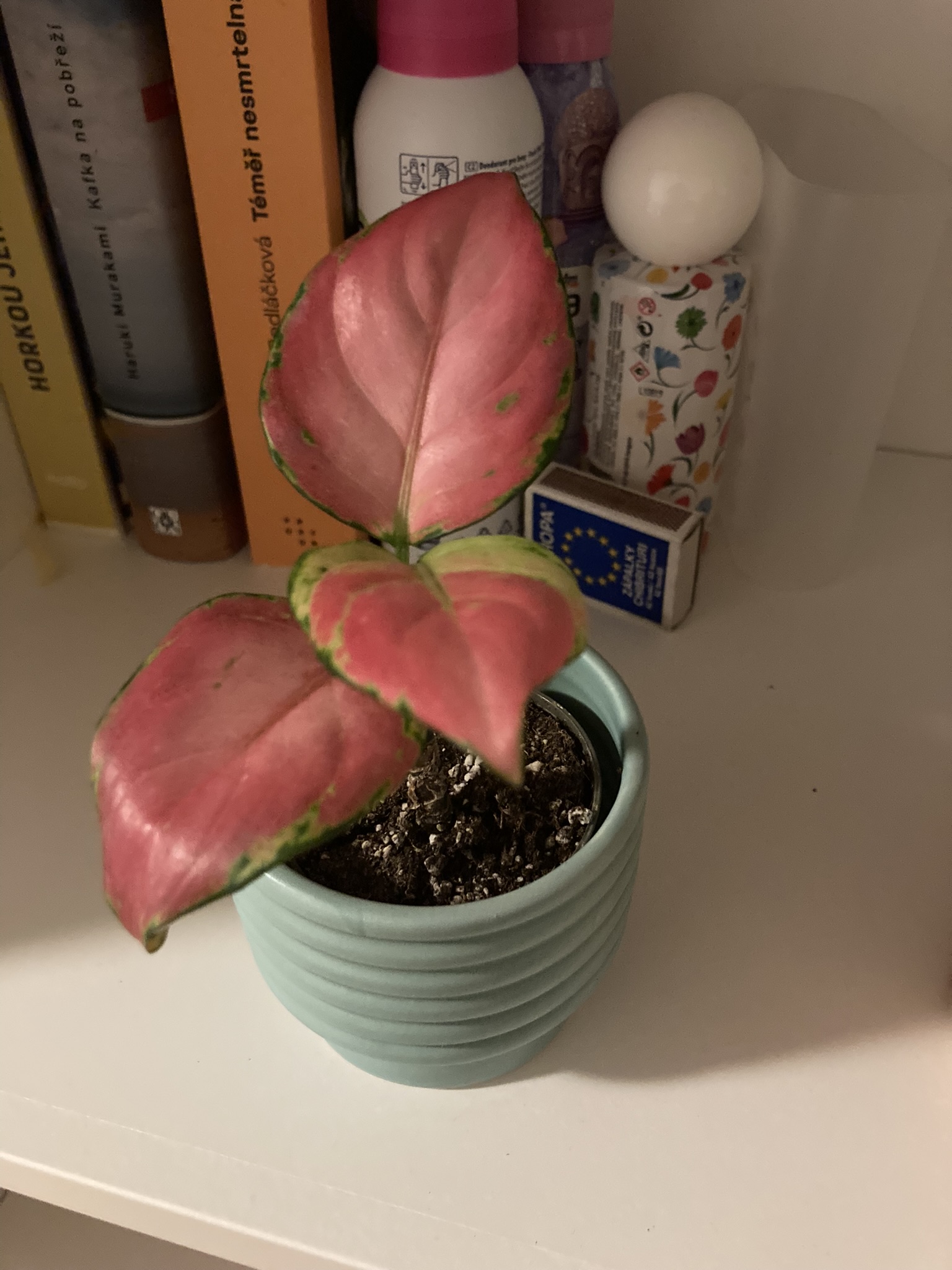 Obrázek rostliny - Aglaonema Red Zircon 'baby'