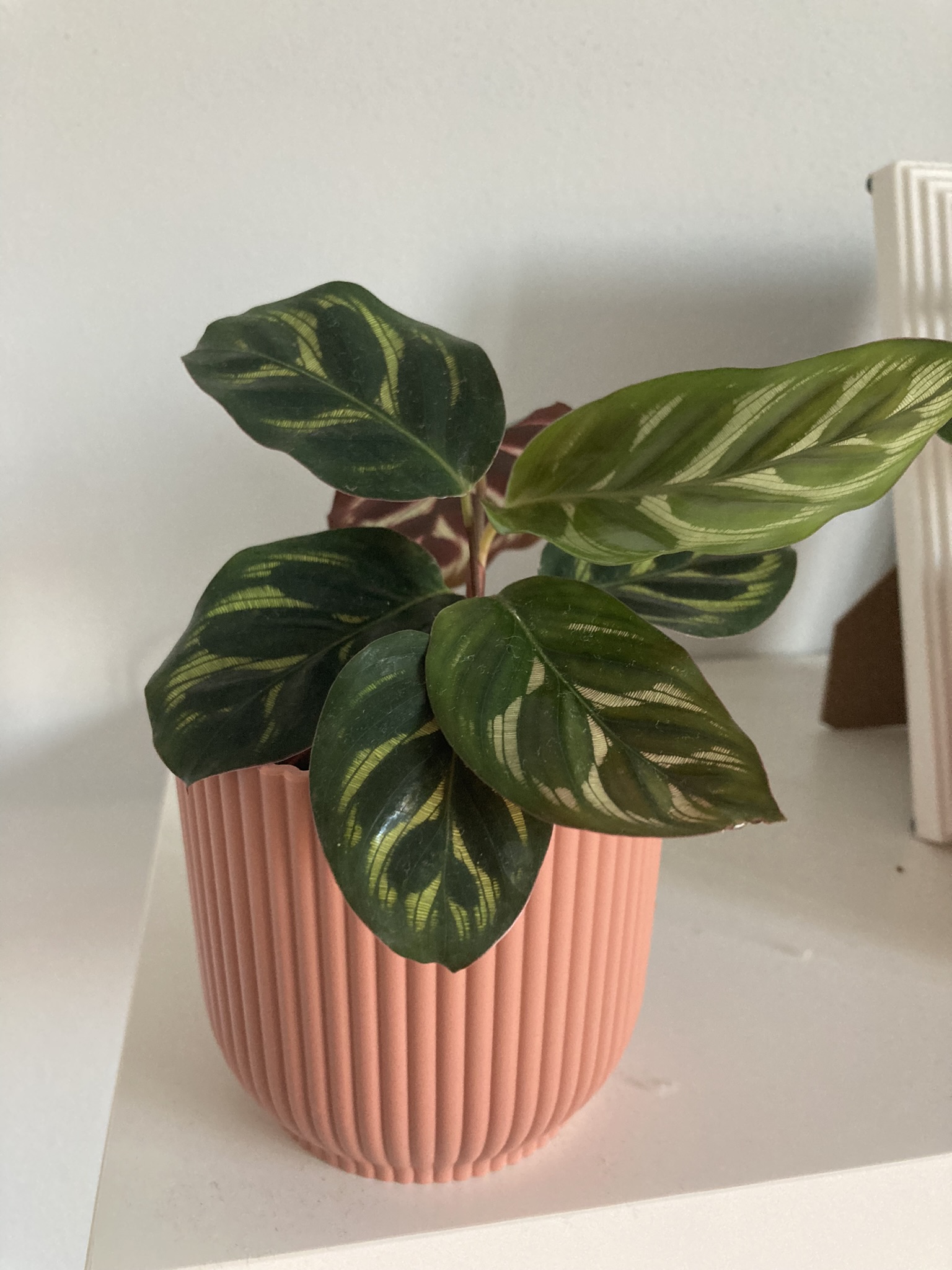 Obrázek rostliny - Calathea makoyana