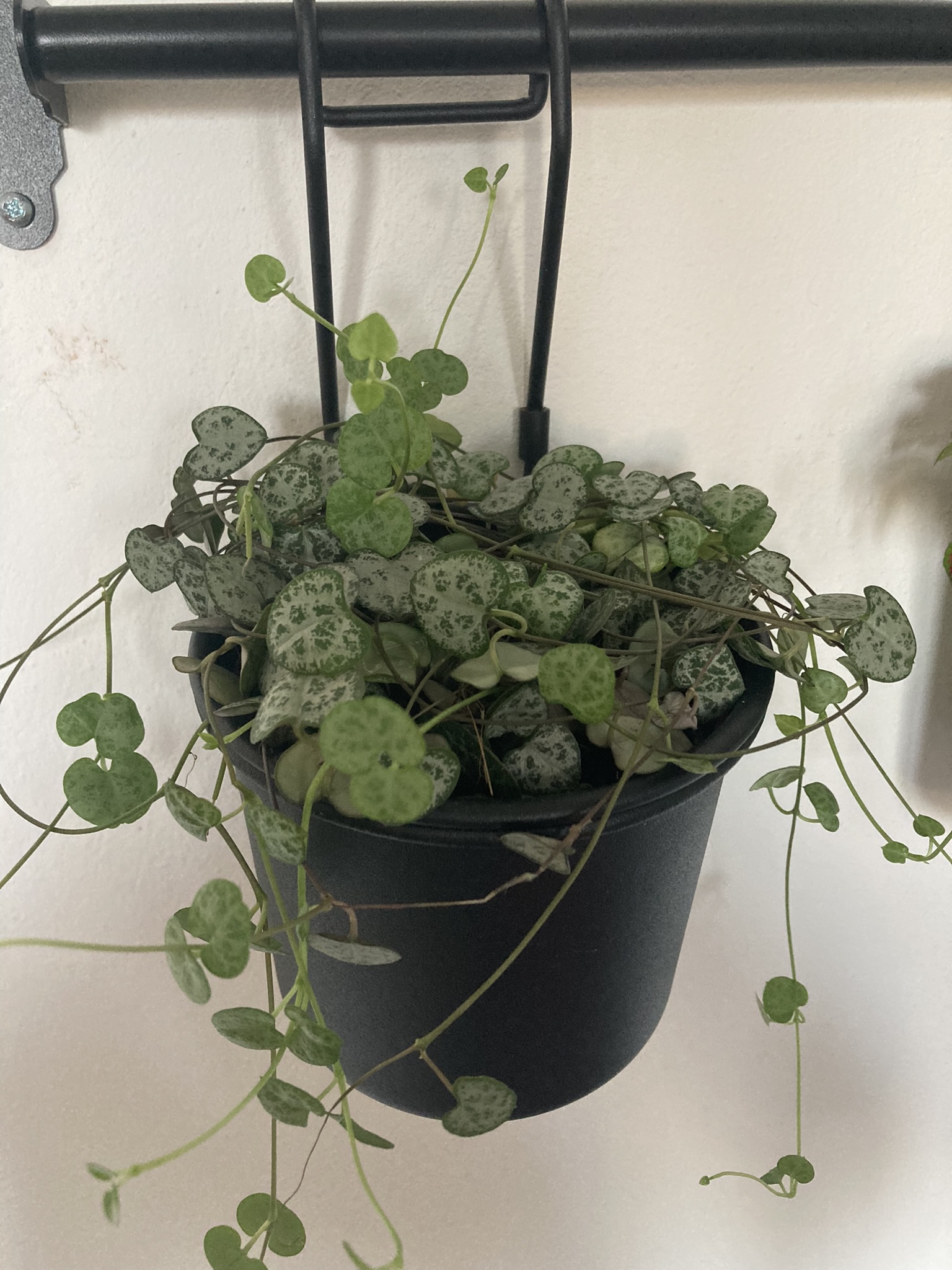 Obrázek rostliny - Svícník neboli ceropegia woodi