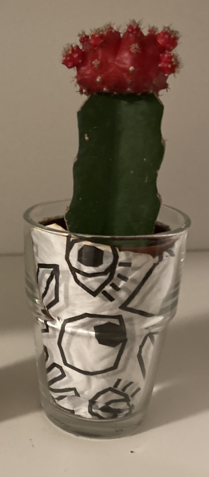 Obrázek rostliny - Kaktus Gymnocalycium mihanovichii