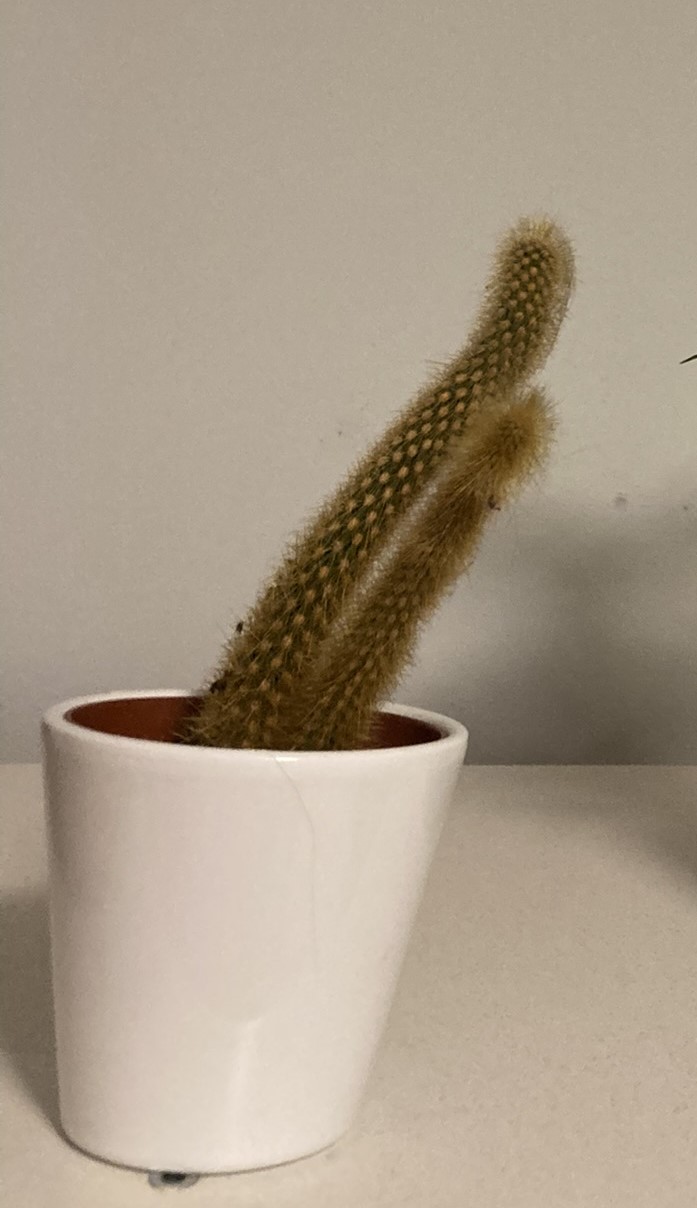 Obrázek rostliny - Cleistocactus winteri