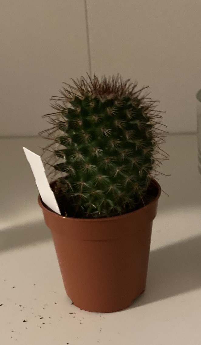 Obrázek rostliny - Mammillaria polythele